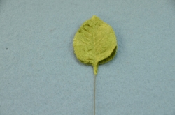 Sametový list 5,5cm, 10ks v sáčku