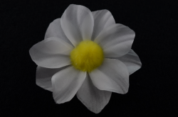 Květ s ballé na šerpu se špendlíkem, 6cm