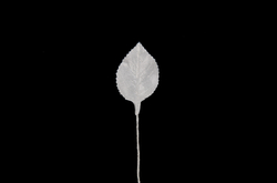 List růže 28x20mm, 100ks